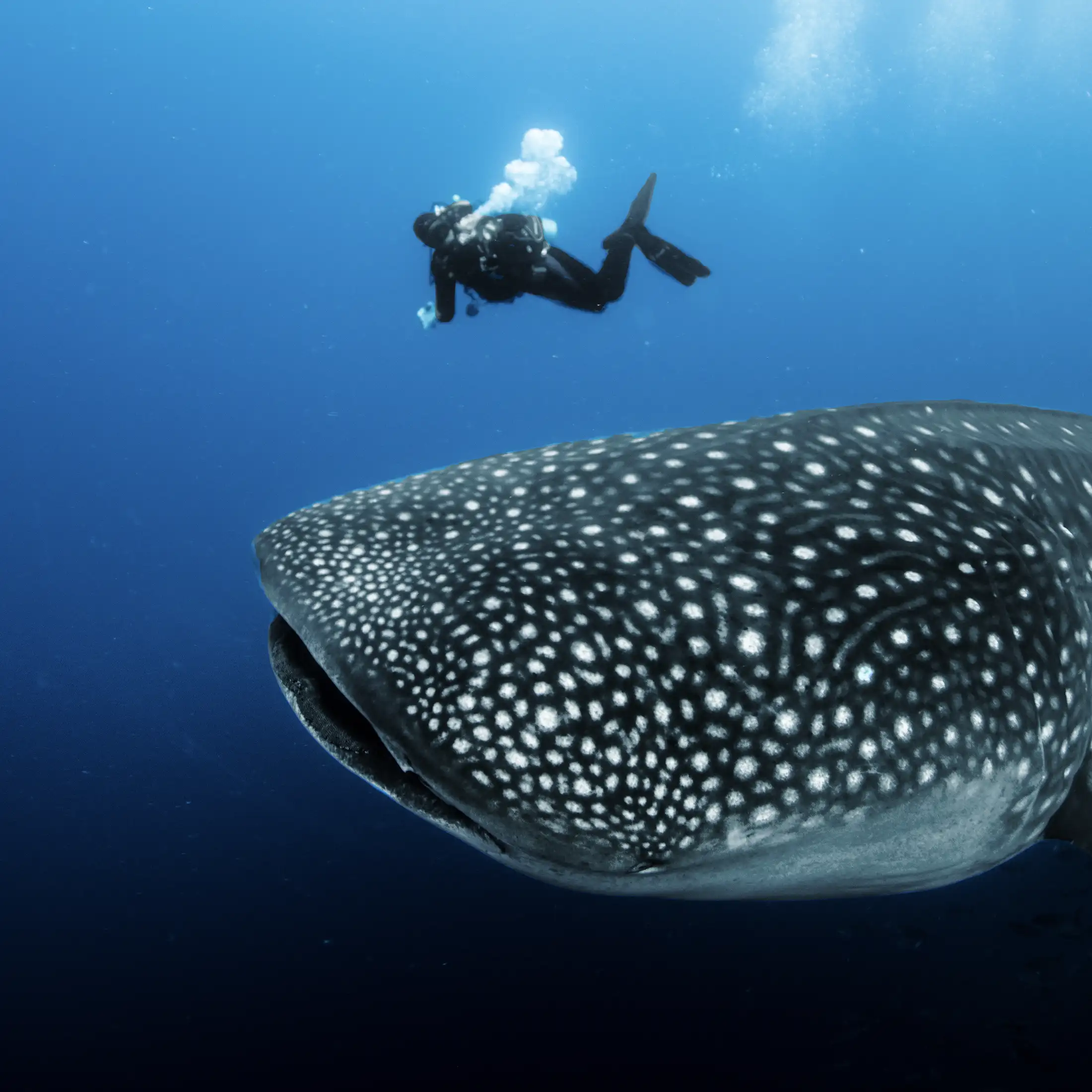 East Cape Tec Diving - Whaleshark