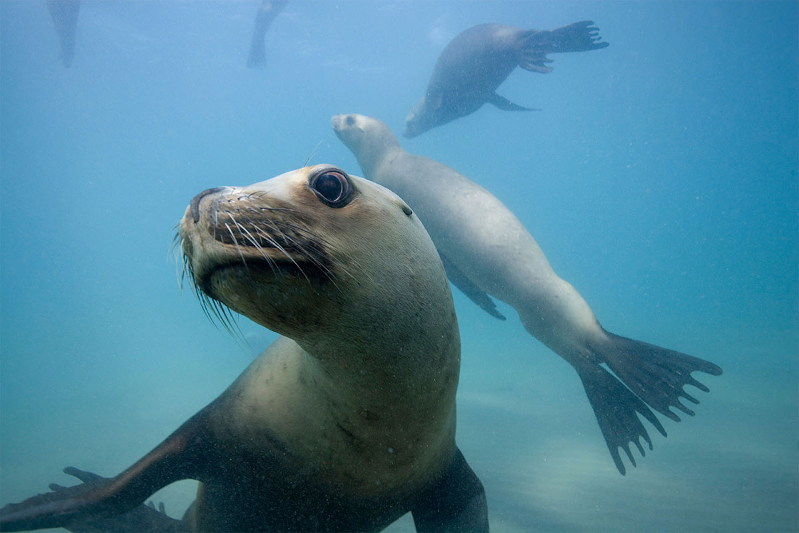 Sea Lions